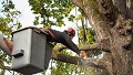 Cherry City Tree Removal Solutions
