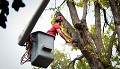 Powell's Valley Tree Services